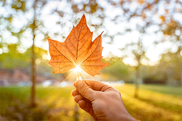 Closeup of a hand holding a yellow fall Sycamore leaf towards the sun causing a sunburst around the edge of the leaf.